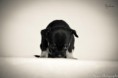 /album/fotogalerie-welpen/a20170503-yukon-4-jpg1/